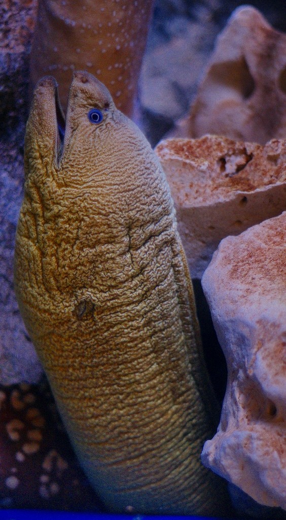 10427505836400042500_m82qmuoxla