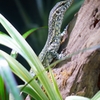 トカゲもおだてりゃ・・・　その2