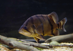 向こうが騒がしいようだな　その4