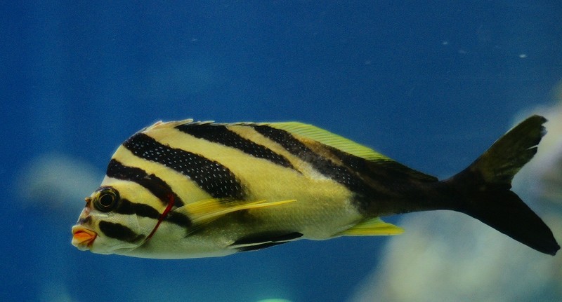 10127938055600042500_x1ta18mjla