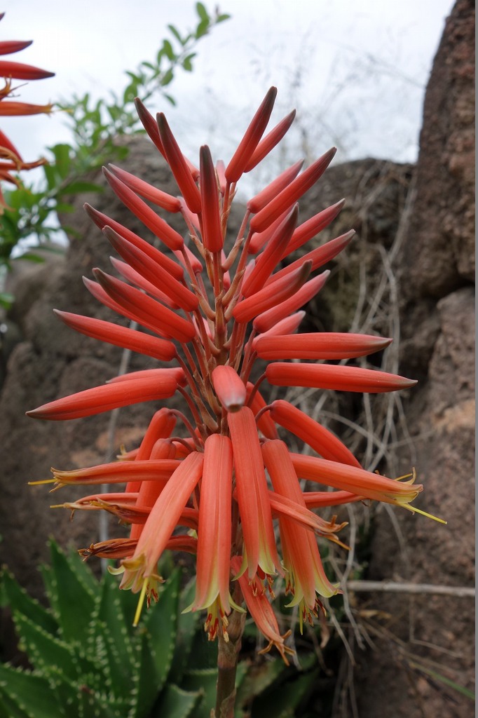 花火