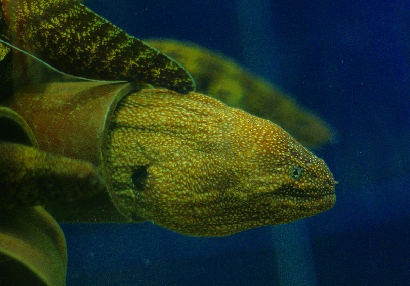 10127995149300042500_lbyykhp3la