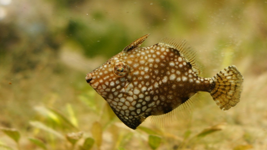 10235511085500042500_z89znm5hla