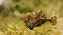 10235511085500042500_z89znm5hla