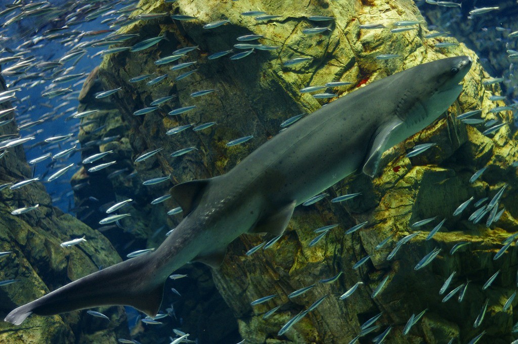 10132543413600042500_cg5thycxla