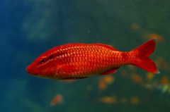 10132560988500042500_wkno3s7kla