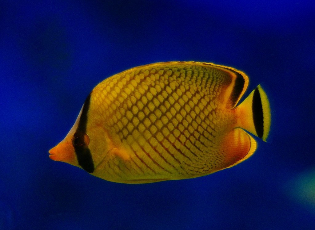 10327661519100042500_8uorfi36la