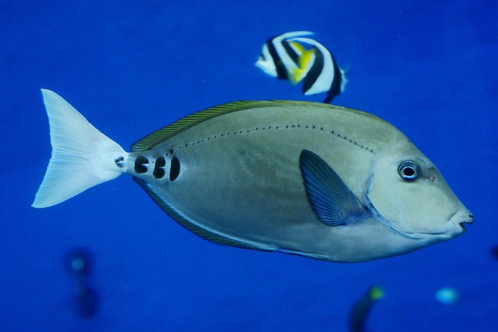 10227686344900042500_8n728owcla