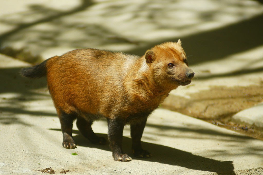 10136021685400042500_f7dq2uixla