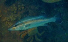 10129113015200042500_gbo5odfela