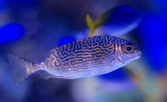 10328853779600042500_2dgcwicela