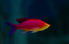 10331122485800042500_i2tvpcxtla