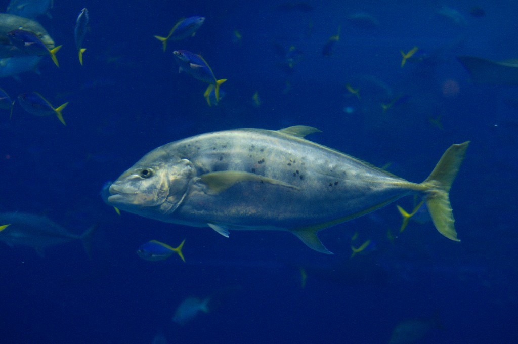 10333233801400042500_76a29xvdla