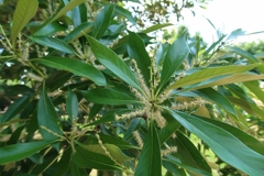 初夏の記憶　その7