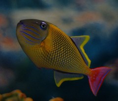 10226996004600042500_betyfx9jla