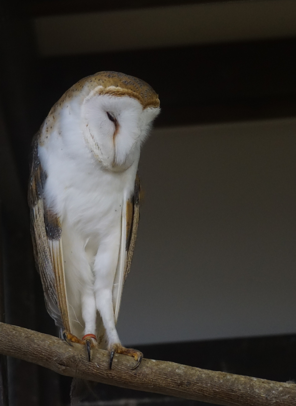 下界が騒がしいようだな