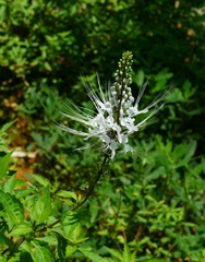 沖縄の花　その3