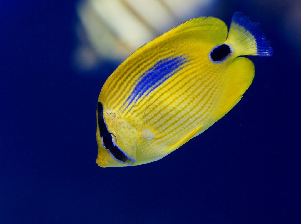 10134321762400042500_w9ef1misla