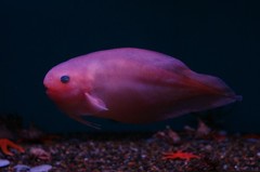 10137898636800042500_noey8g12la