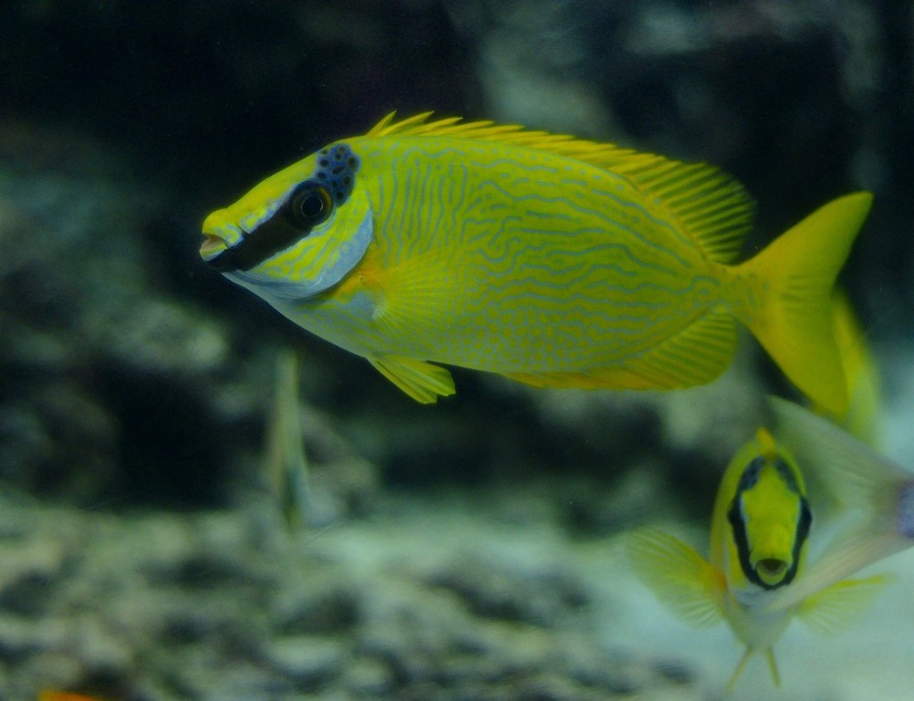 10125769858700042500_rpsz8umhla