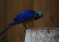 あれっ、俺のメシは？！