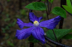 今日も雨