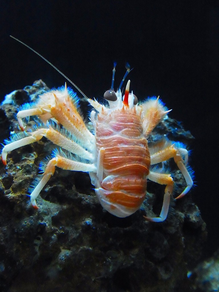 10530426111000042500_8jspjie6la