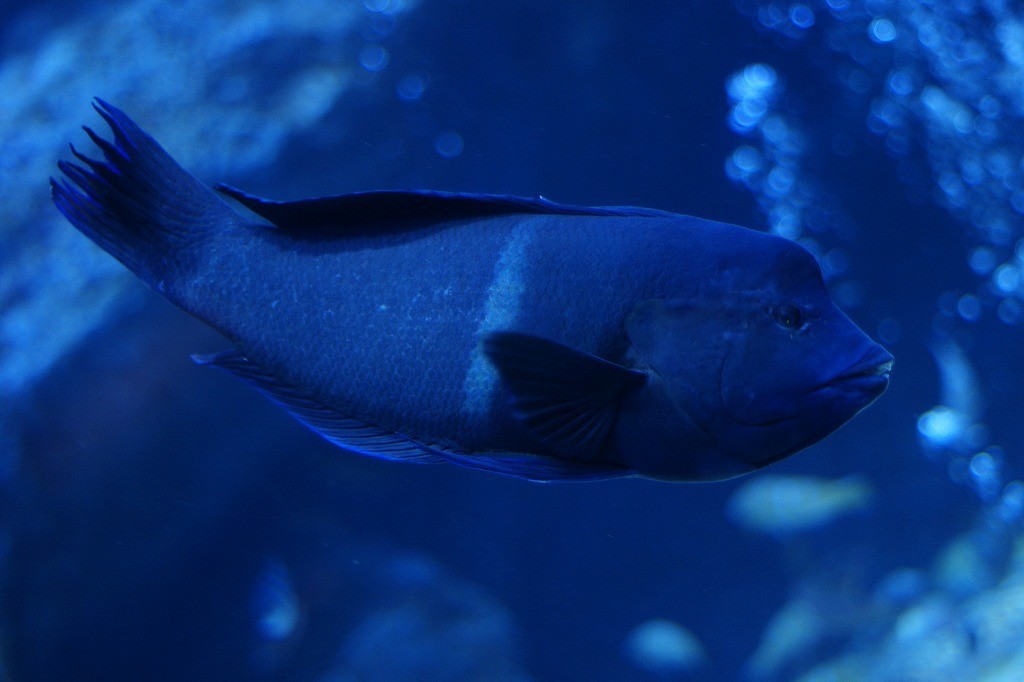 10135251460500042500_nubo4lzqla