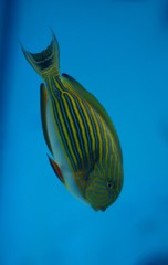 10430175014100042500_noaf1x30la