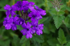Sexual Violet No.1