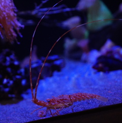 ひげ自慢　その17