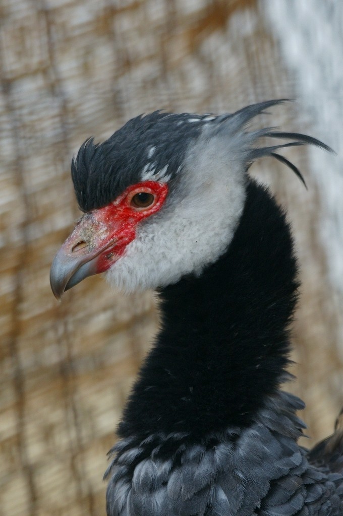 10332948971000042500_0zw1dkprla