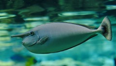 10226431766200042500_0nsezshola