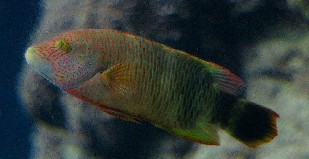 10225775803700042500_wuw3khu3la