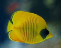 10330269466700042500_ahuxp97bla