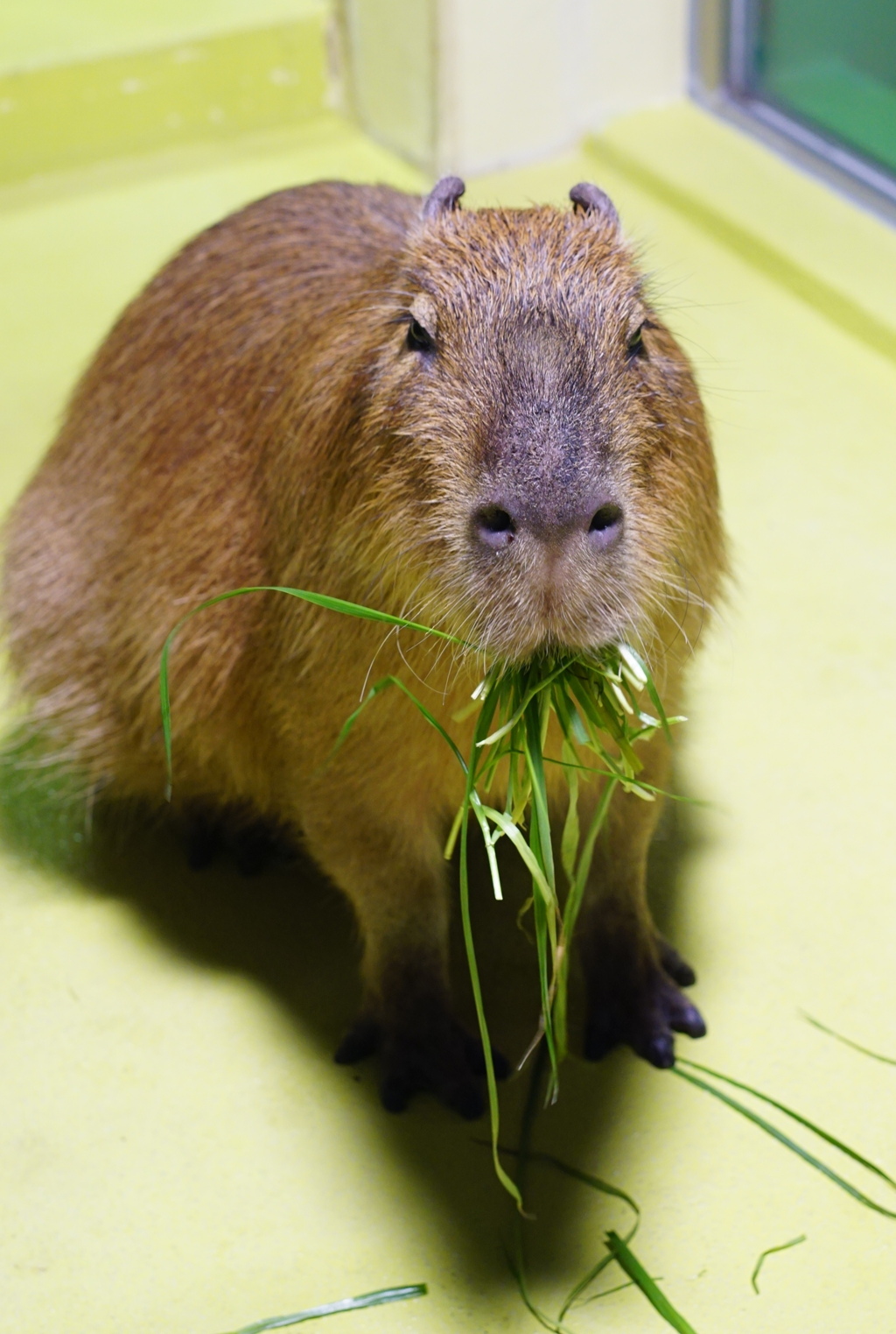 野菜生活　その4