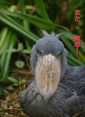 また、来年～～