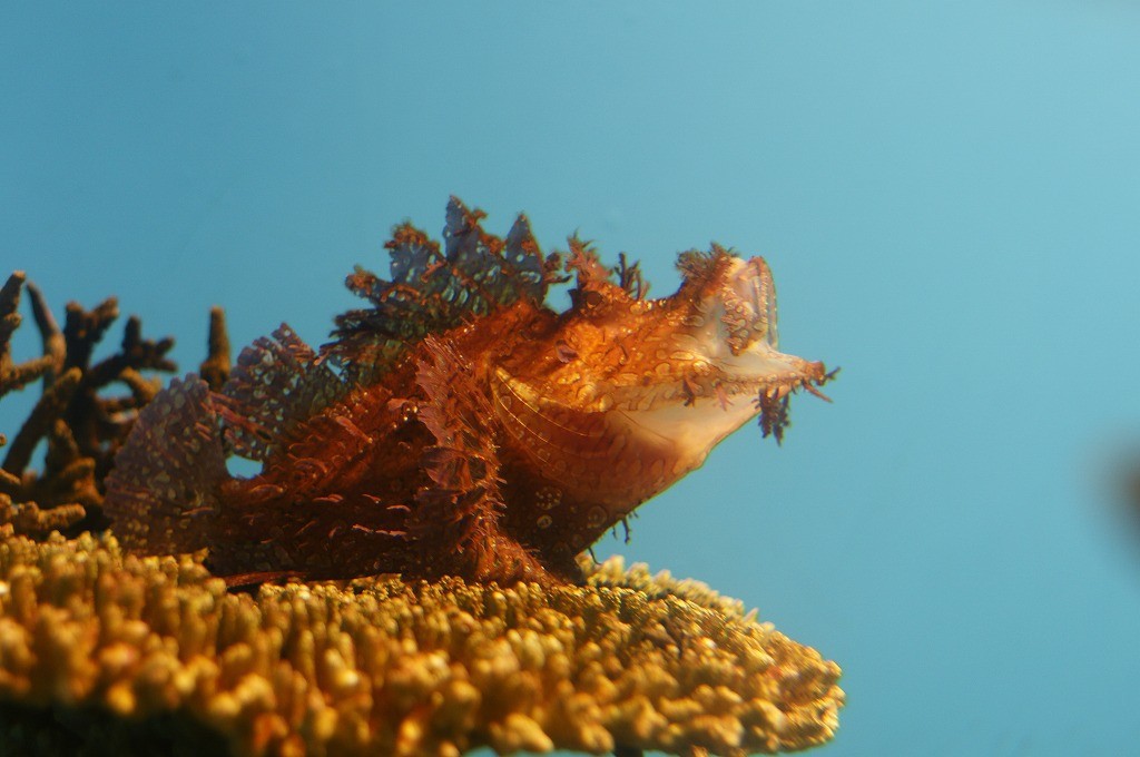 10335511085700042500_4llglq1ila