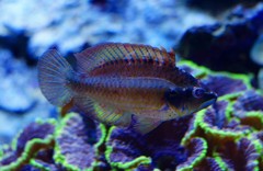 10226262160500042500_sahmsb2vla