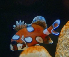 10328594441100042500_1bjc5k55la