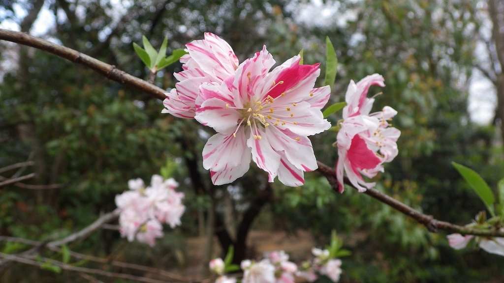 春の公園から