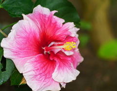 トロピカルクィーン