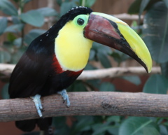 チョコボール　その2