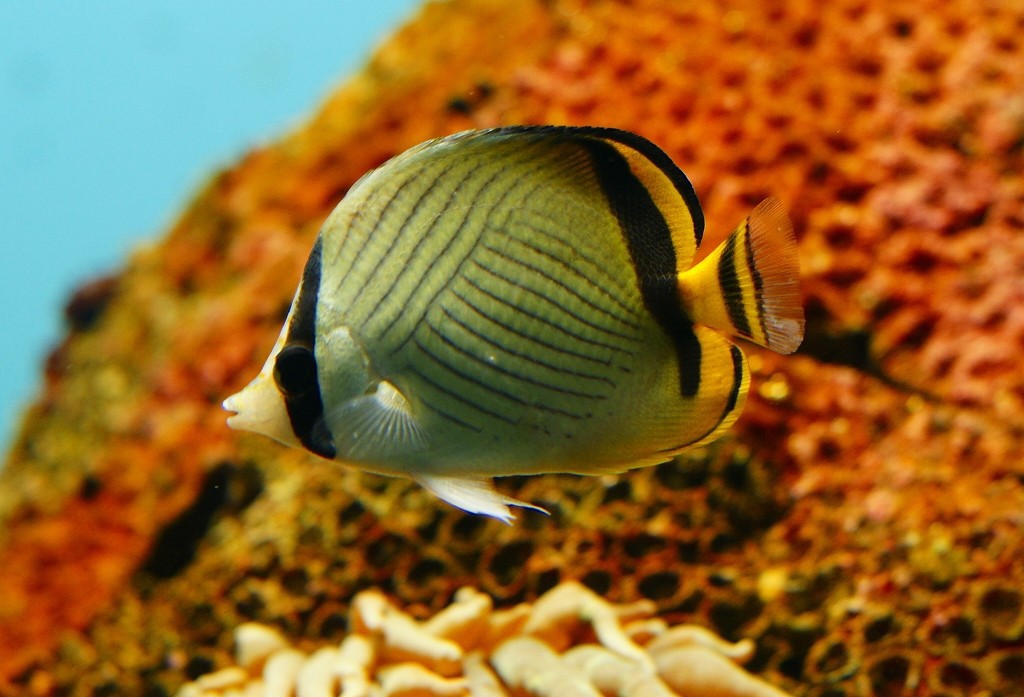 10126313302000042500_n35ojhudla