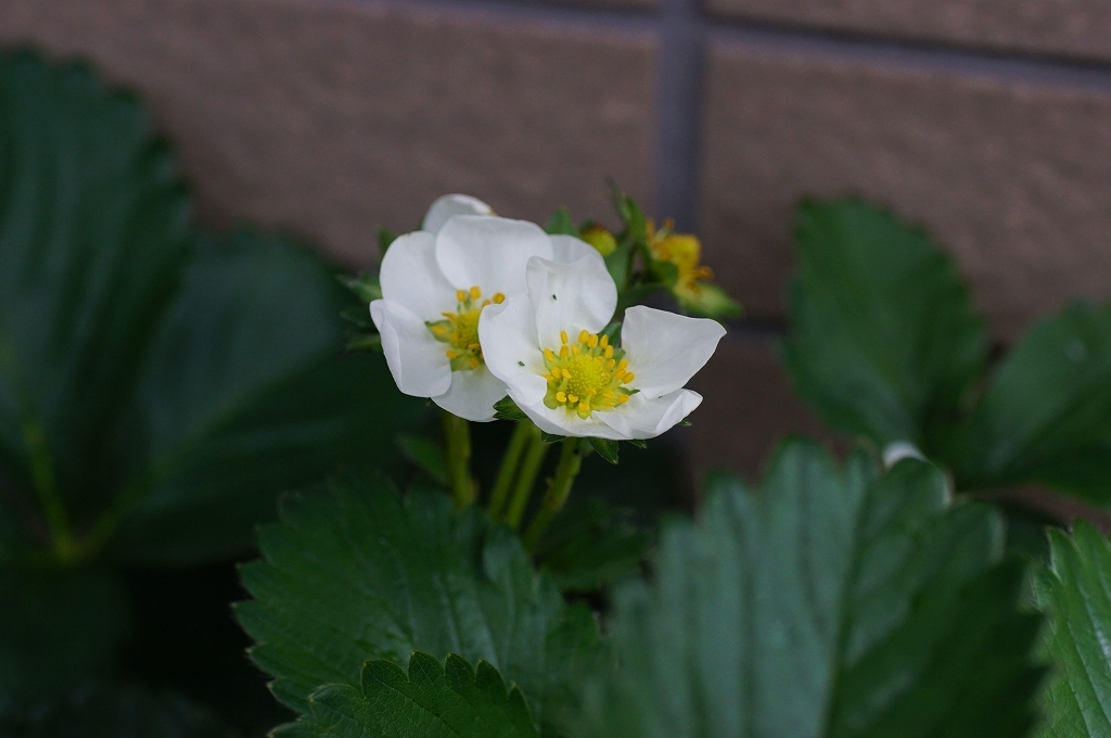 純真無垢　その22