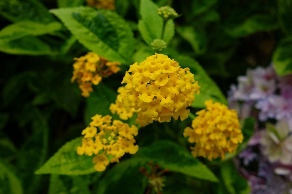 夏・到来　その6