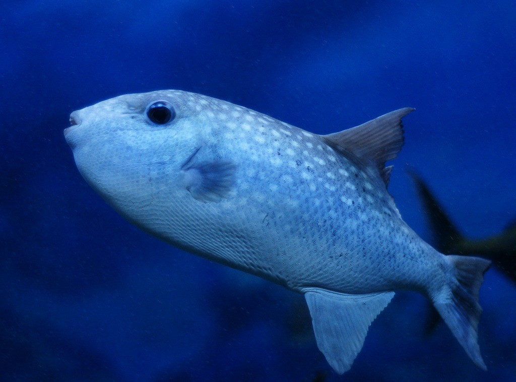 10231712601400042500_fgn0z729la