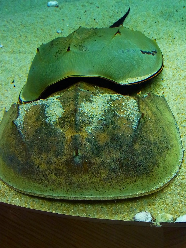 10130735425400042500_zfow7a96la