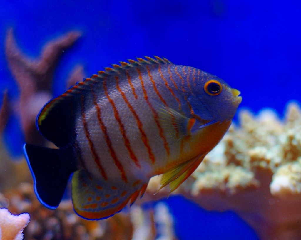 10327540721600042500_disit9qgla