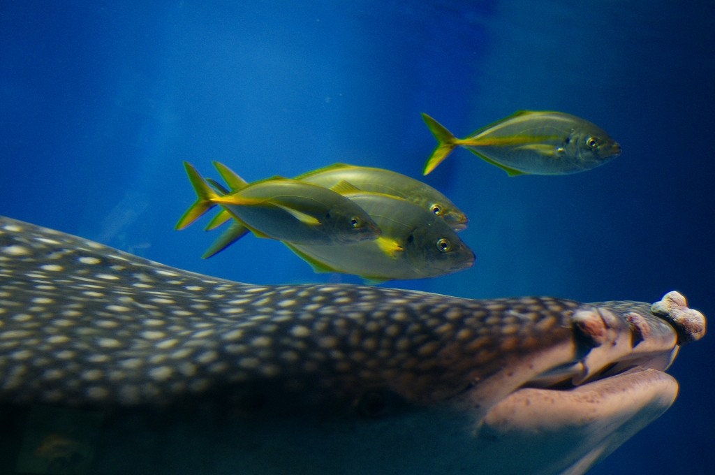 10229959130500042500_utzqo92ila